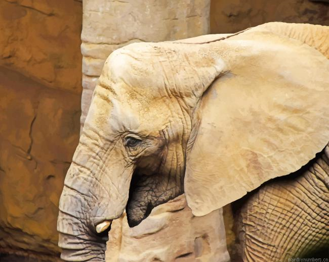 Little Elephant Animals Painting By Numberss.png