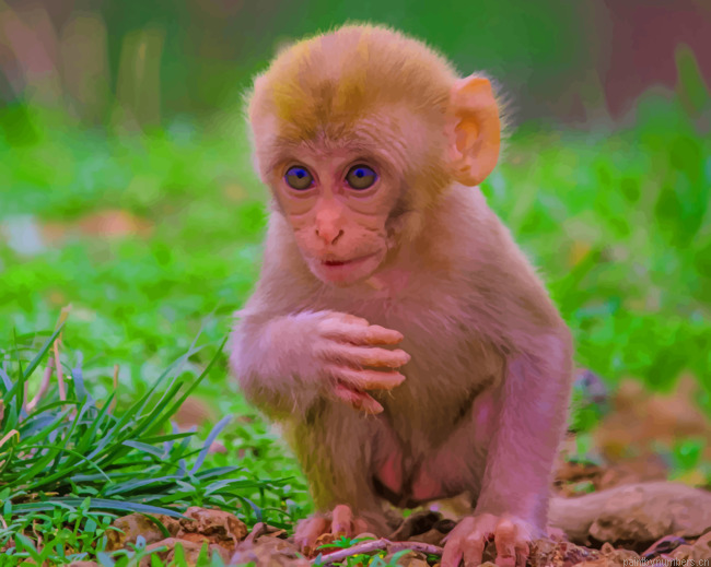 Little Infant Monkey Animals Painting By Numberss.png