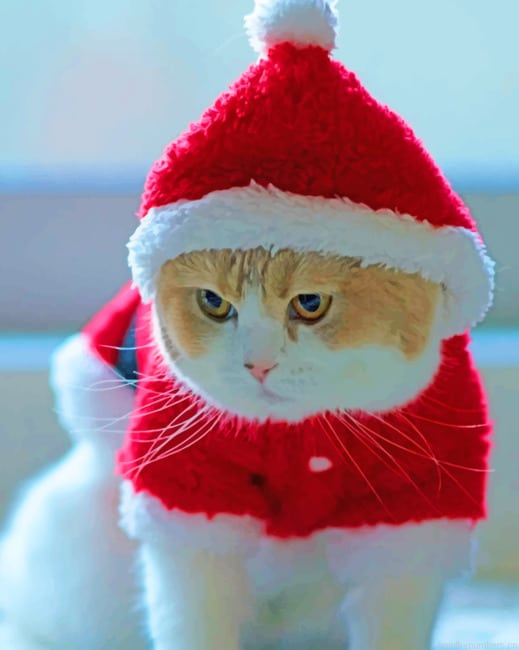 Little Kitty In Santa Red Cloths New Painting By Numberss.png
