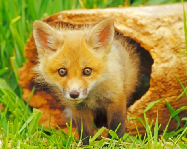Little Red Fox Animals Painting By Numberss.png
