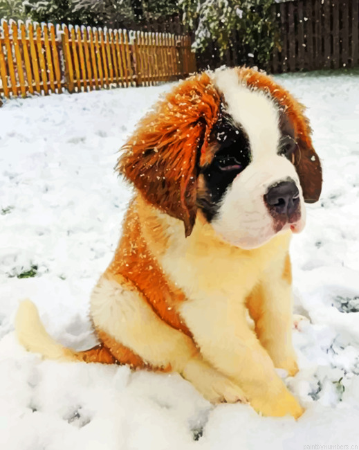 Little Saint Bernard Painting By Numbers.png