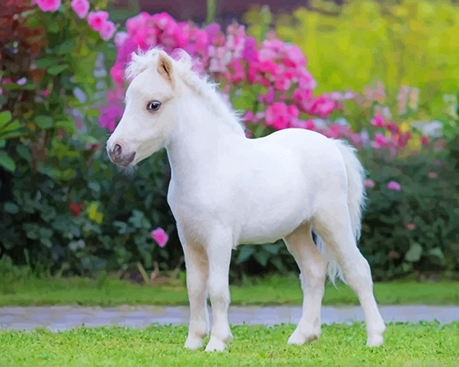 Little White Horse Animals Painting By Numbers.png