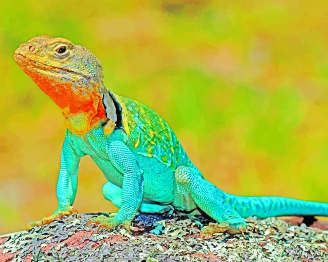 Lizard Amphibian Reptile Painting By Numberss.png