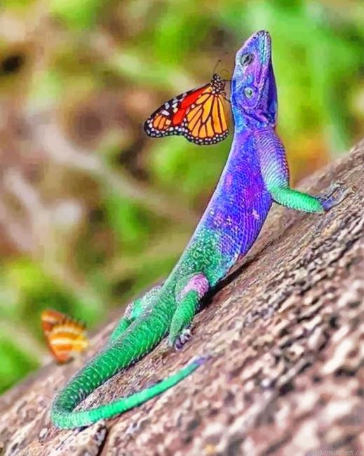 Lizard And Butterfly Reptiles Painting By Numbers.png