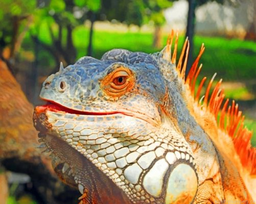Lizard Animal Painting By Numbers.png