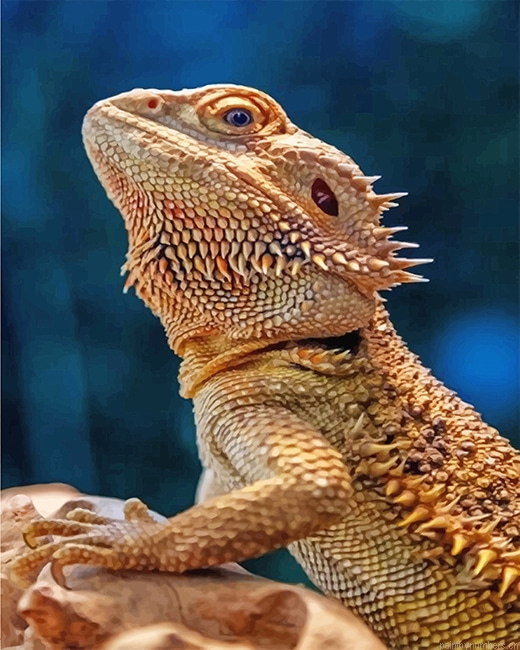 Lizard Bearded Agama Reptiles Painting By Numberss.png