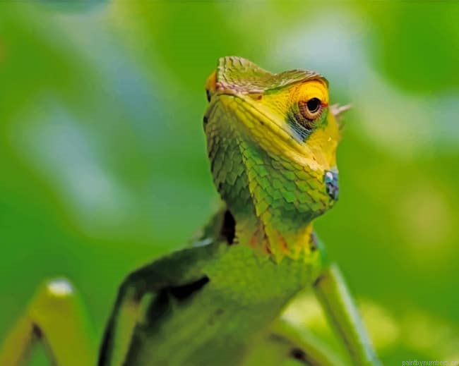 Lizard Reptiles Painting By Numberss.png