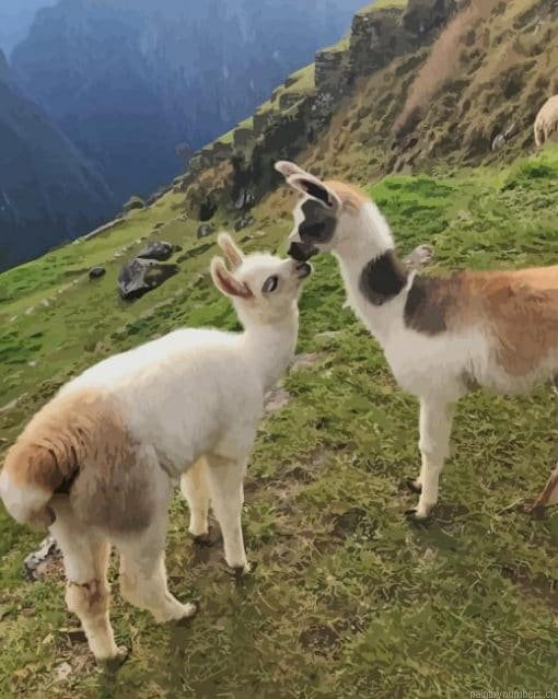 Llama Animals In The Mountain Painting By Numbers.png