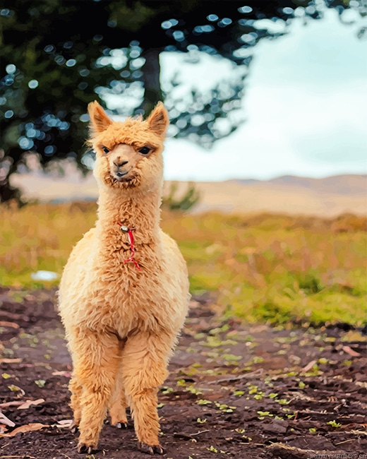 Llama Baby Animals Painting By Numbers.png