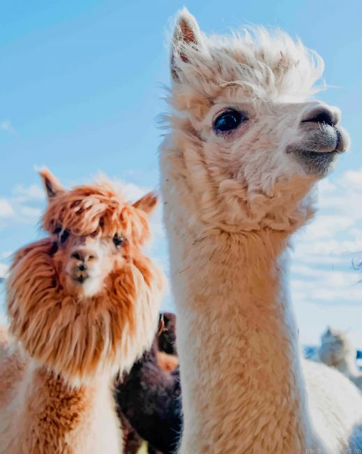 Llama Cute Animal Painting By Numbers.png