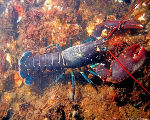 Lobster Painting By Numbers.png