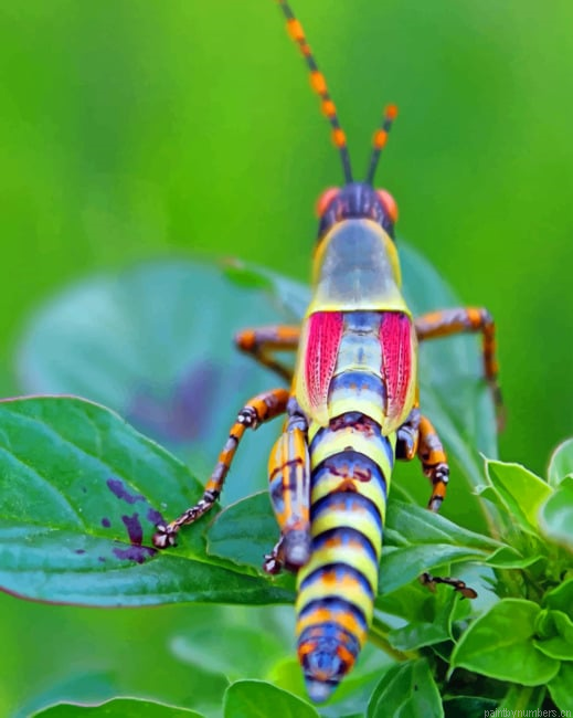 Locust Grasshopper Insects Painting By Numberss.png