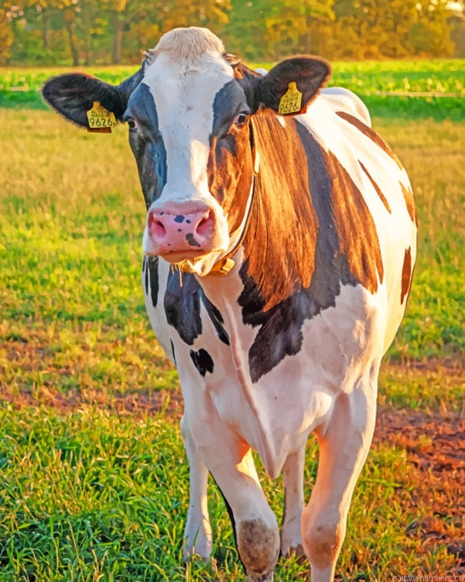 Lone Cow Animals Painting By Numberss.png