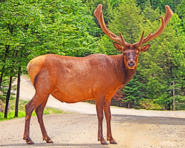 Lone Deer Animals Painting By Numbers.png