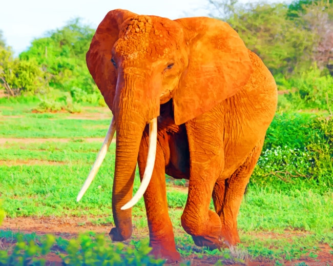 Lone Giant Elephant Animals Painting By Numberss.png