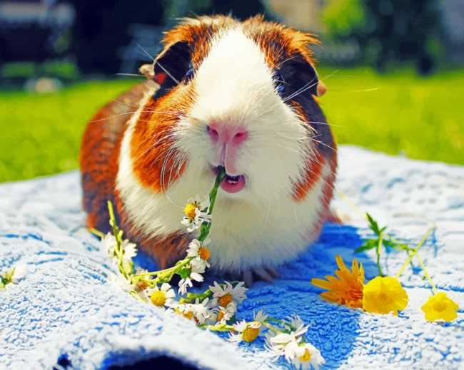 Lone Guinea Pig Animals Painting By Numbers.png