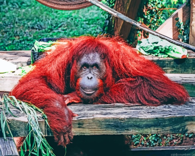 Lone Orangutan Monkey Animals Painting By Numbers.png