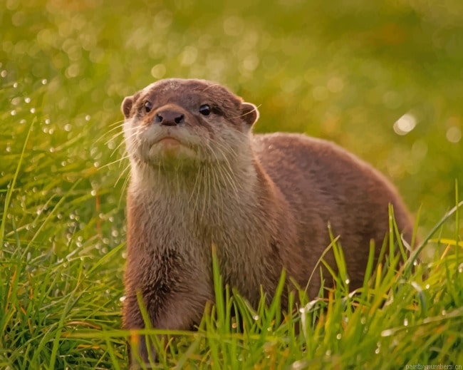 Lone Otter Animals Painting By Numberss.png