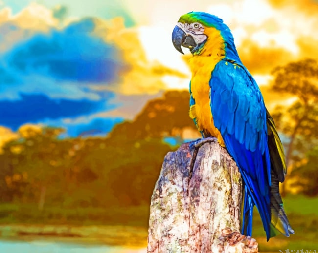 Lone Parrot Birds Painting By Numbers.png