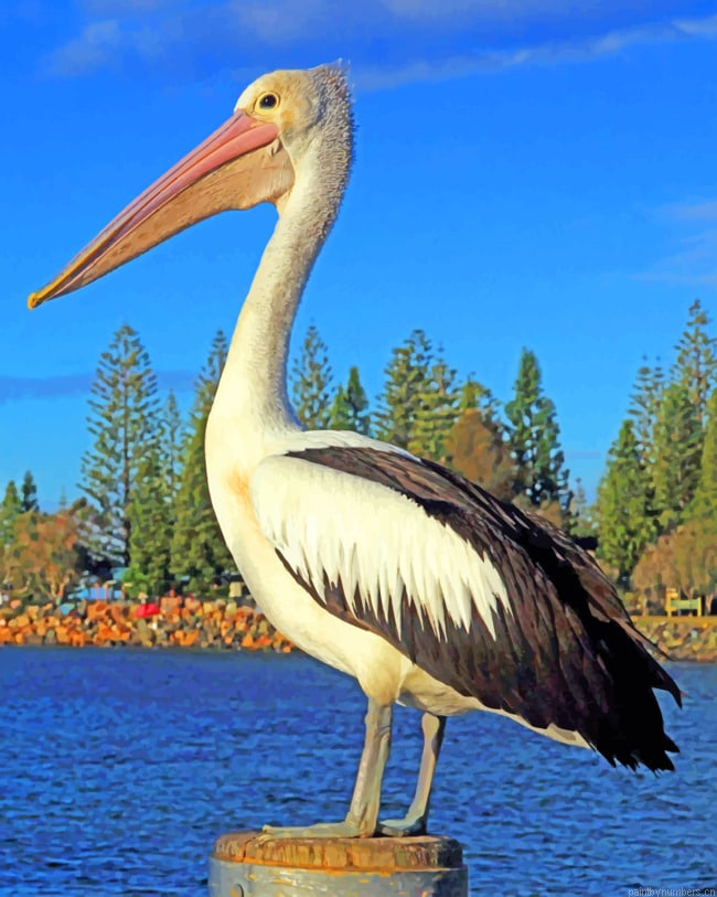 Lone Pelican Birds Painting By Numbers.png