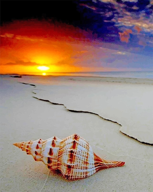 Lonely Seashell Painting By Numbers.png