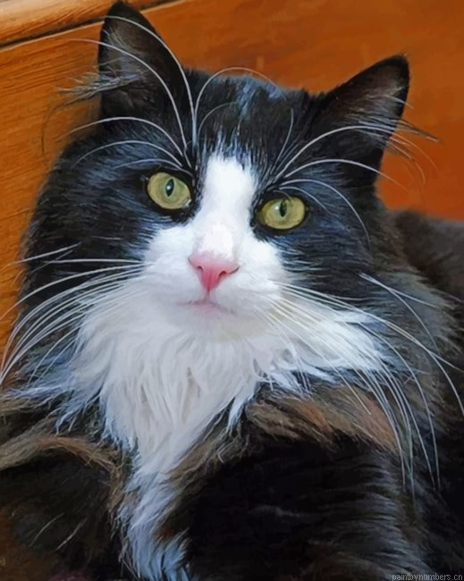 Long Hair Tuxedo Cat Animals Painting By Numberss.png
