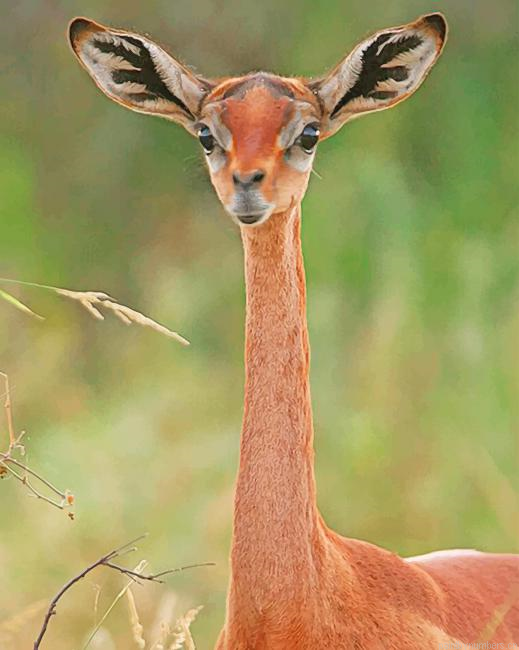 Long Necked Antelope Animals Painting By Numbers.png