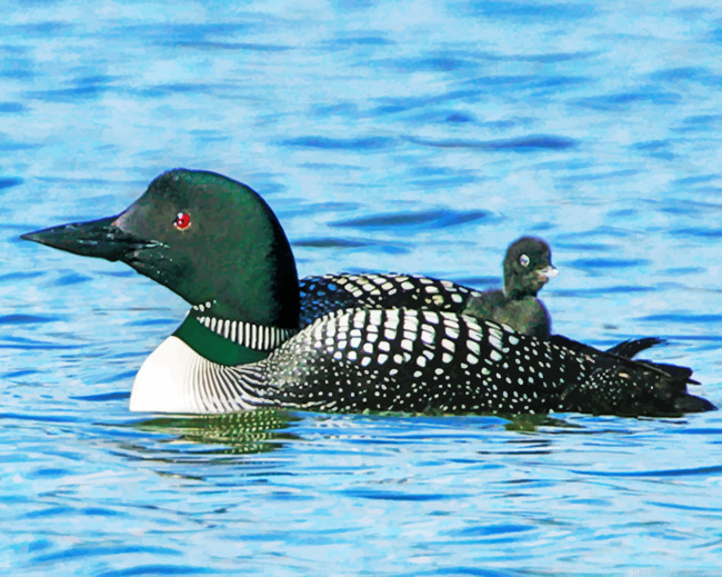 Loon Bird In The Water Painting By Numbers.png