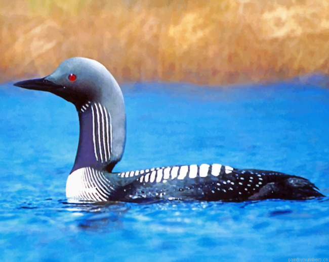 Loon Bird Painting By Numbers.png