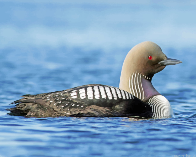 Loon In The Water Painting By Numbers.png