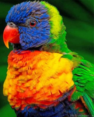 Lorikeet Bird Painting By Numbers.png