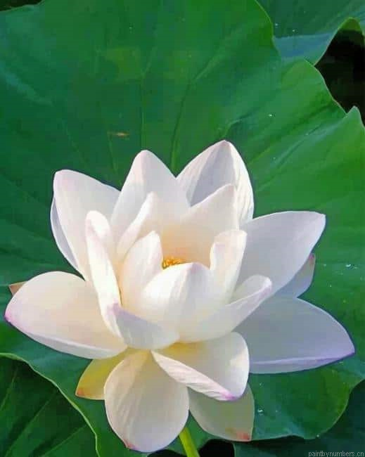 Lotus White Flower Painting By Numberss.png