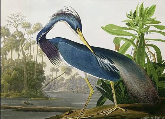 Louisiana Heron Bird Painting By Numbers.png