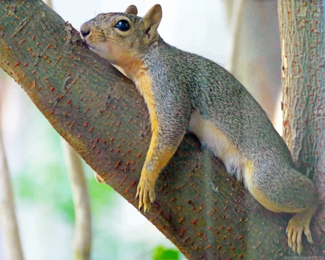 Lounging Squirrel On Tree Animals Painting By Numberss.png