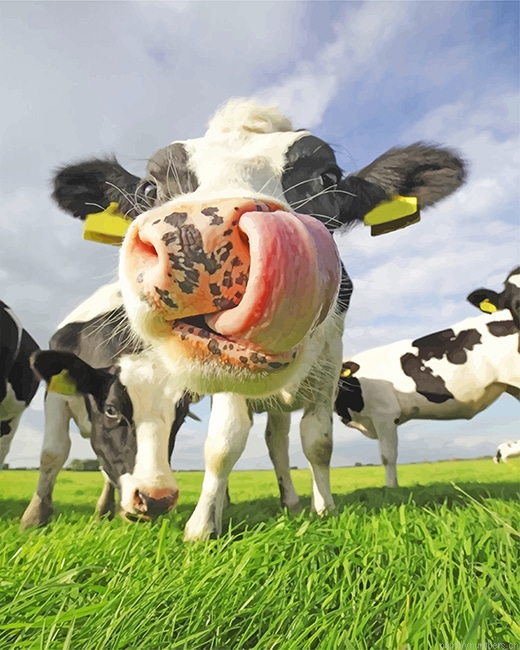 Lovely Cow Animals Painting By Numberss.png
