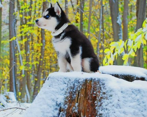 Lovely Husky Animals Painting By Numbers.png