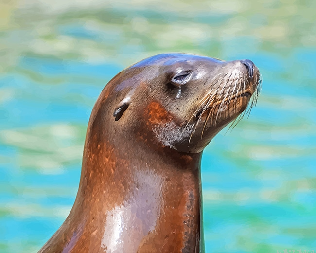 Lovely Otter Animals Painting By Numberss.png