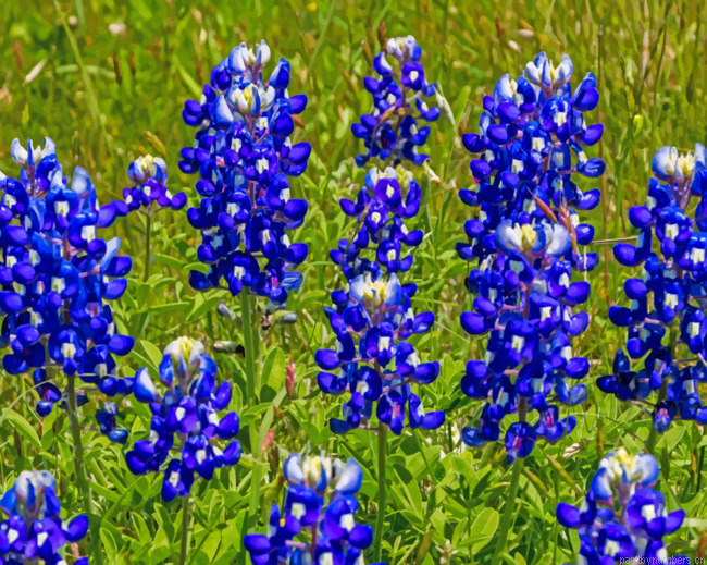 Lupine Bluebonnet Painting By Numbers.png