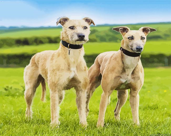 Lurcher Dogs Painting By Numberss.png