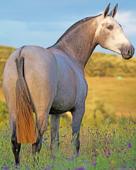 Lusitano Horse Animals Painting By Numberss.png