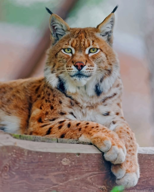 Lynx Cat Animals Painting By Numberss.png