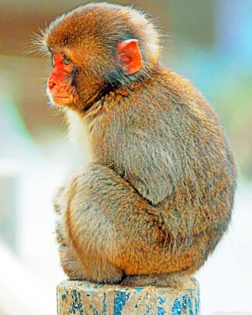 Macaque Monkey Animal Painting By Numberss.png