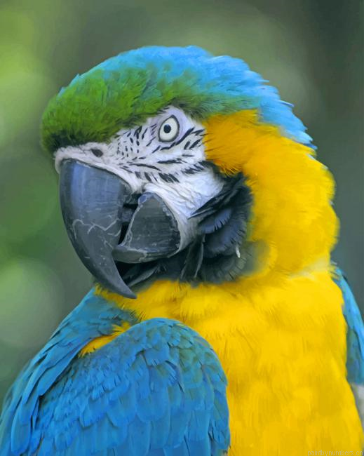 Macaw Birds Painting By Numberss.png