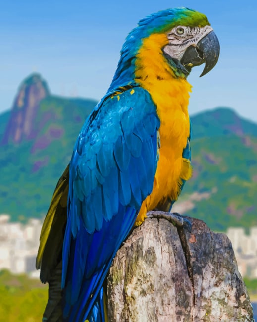 Macaw Parrot Bird Painting By Numberss.png