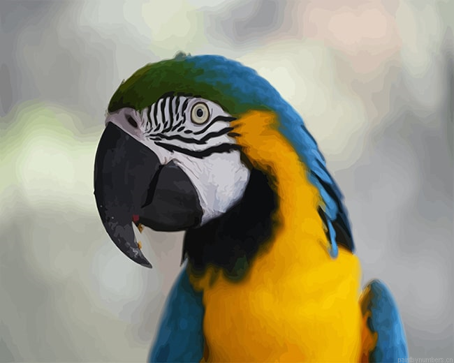 Macaw Parrot Birds Painting By Numbers.png