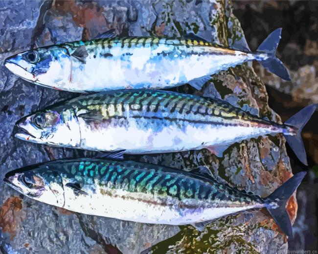 Mackerel Fish Painting By Numberss.png