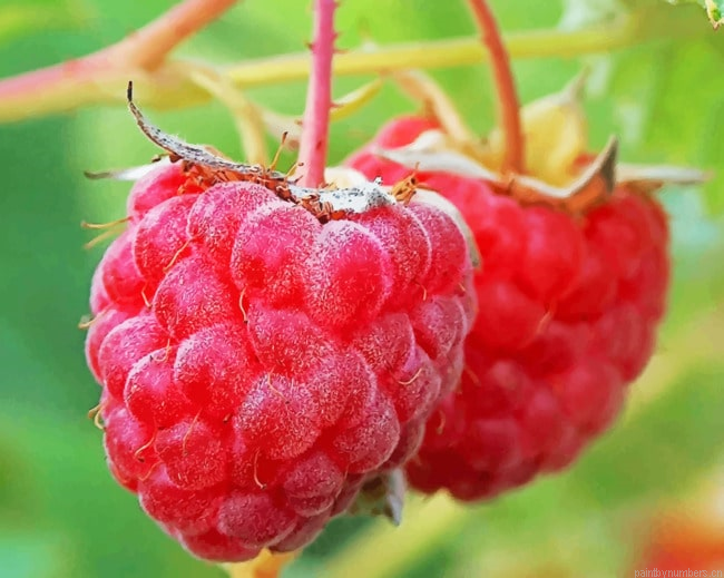 Macro Raspberries Fruits Painting By Numberss.png