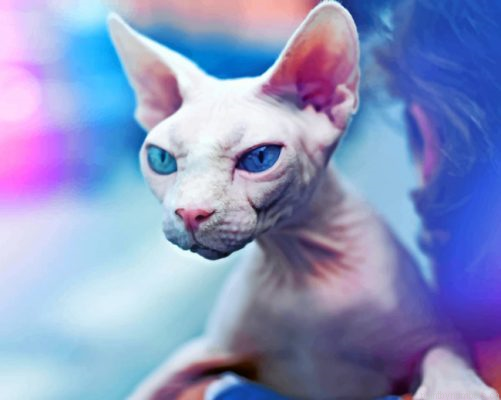 Mad Sphynx Cat Painting By Numbers.png