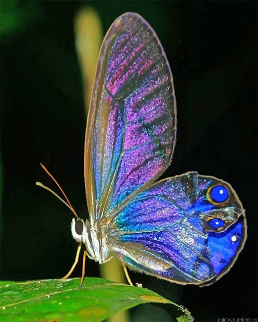 Magical Butterfly Insects Painting By Numberss.png