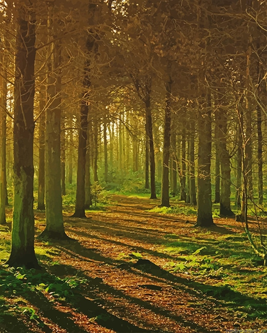 Magical Forest Nature Painting By Numberss.png